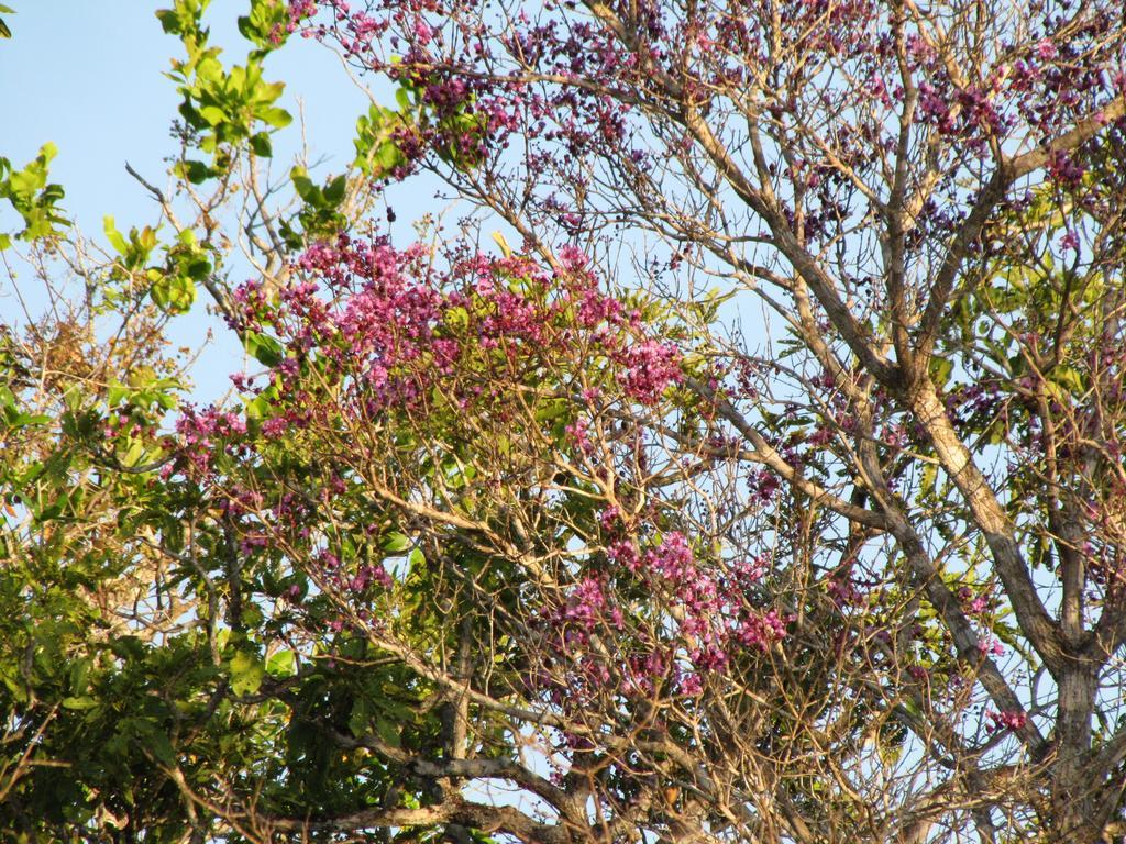 Hotel Fazenda Arara Azul Carolina  Buitenkant foto